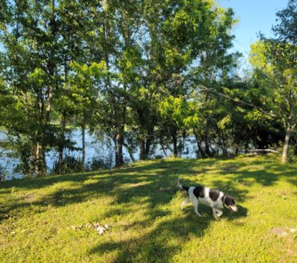 Crescent Park Dog Run photo 1